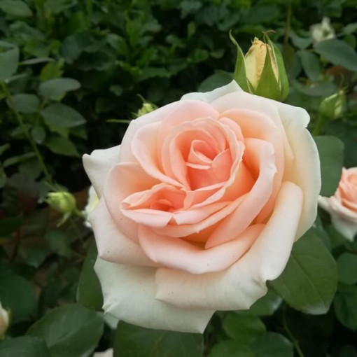 Rosier de parterre 'Apricot Nectar', pot de 4l