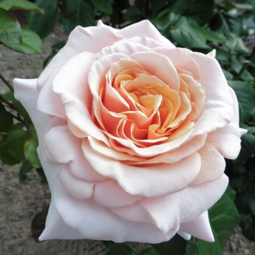 Rosier de parterre 'Apricot Nectar', pot de 2l