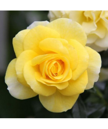 Rosier de parterre 'Allgold', pot de 2l
