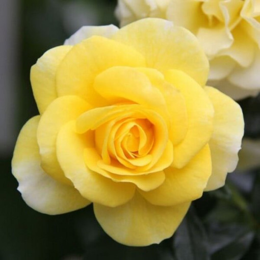 Rosier de parterre 'Allgold', pot de 2l