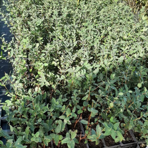 Baie de chèvrefeuille 'Tomi'