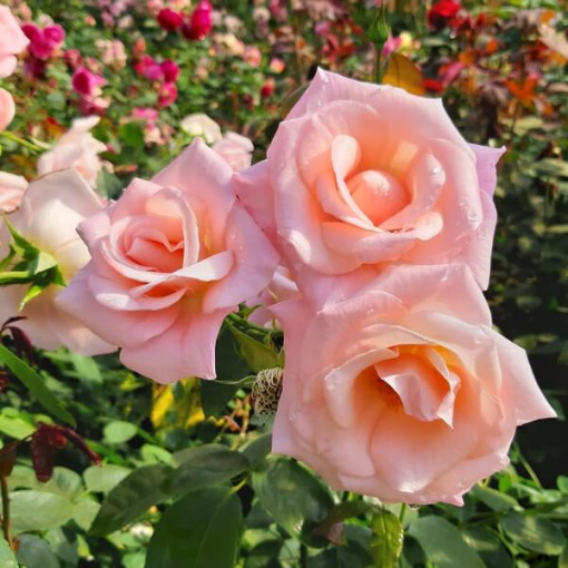 Rosier grimpant 'Sweet Velvet' pot, 2l