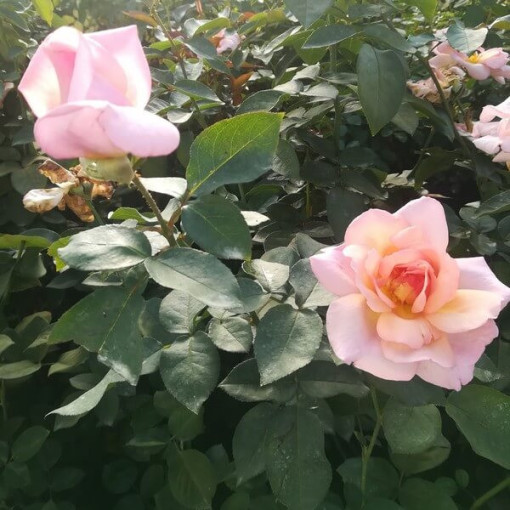 Rosier grimpant 'Sweet Velvet' pot, 2l