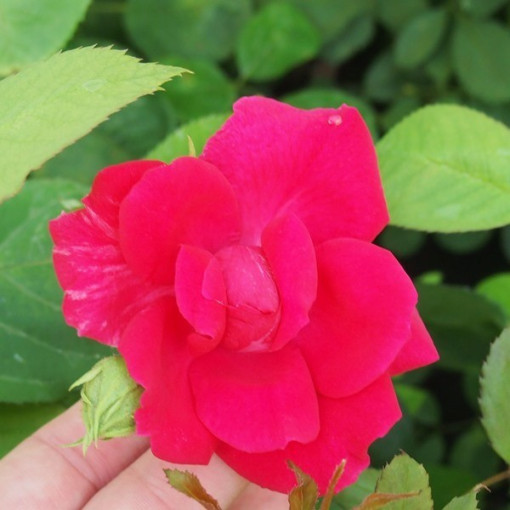 Rosier grimpant 'Paul's Scarlet Climber' pot, 2l