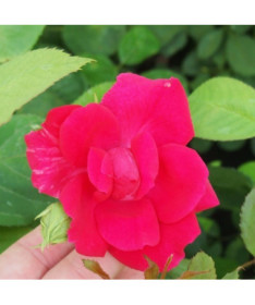 Rosier grimpant 'Paul's Scarlet Climber' pot, 2l