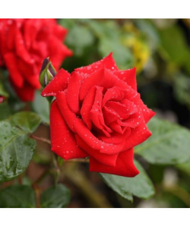 Rosier grimpant 'Paul's Scarlet Climber' pot, 2l