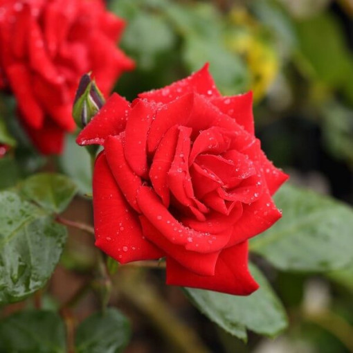 Rosier grimpant 'Paul's Scarlet Climber' pot, 2l