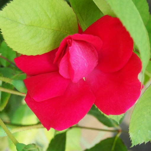 Rosier grimpant 'Paul's Scarlet Climber' pot, 2l