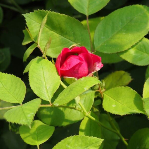 Rosier grimpant 'Paul's Scarlet Climber' pot, 2l