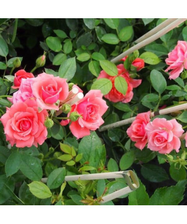 Rosier grimpant 'Paul Noel' pot, 2l