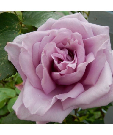 Rosier grimpant 'Indigoletta' pot, 2l