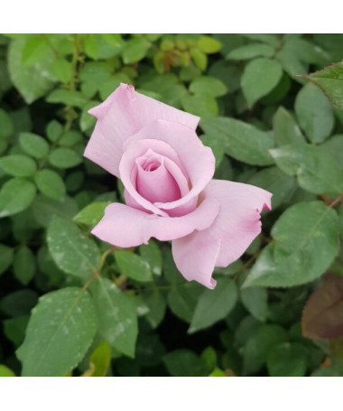 Rosier grimpant 'Indigoletta' pot, 2l