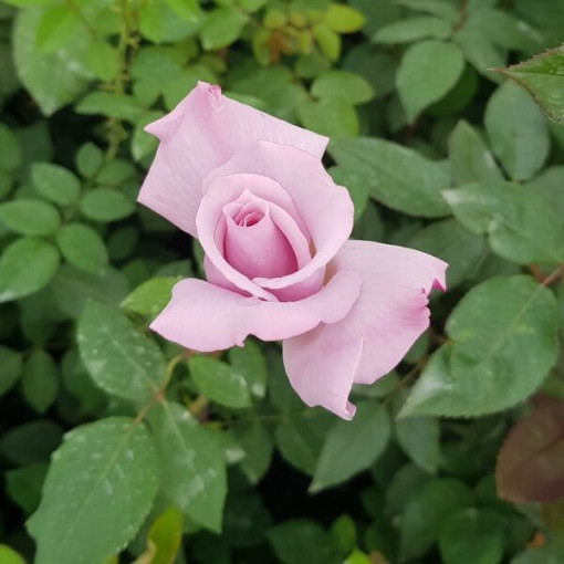 Rosier grimpant 'Indigoletta' pot, 2l