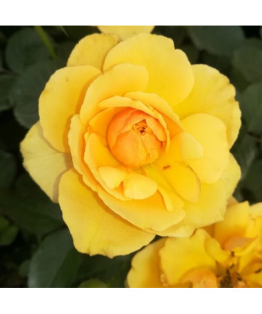 Rose grimpante 'Golden Showers' en pot de 2l