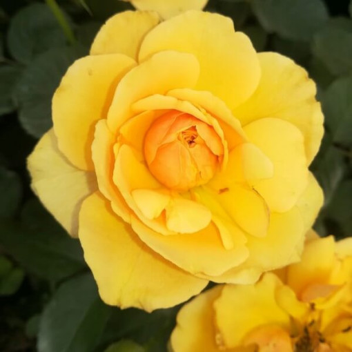 Rose grimpante 'Golden Showers' en pot de 2l