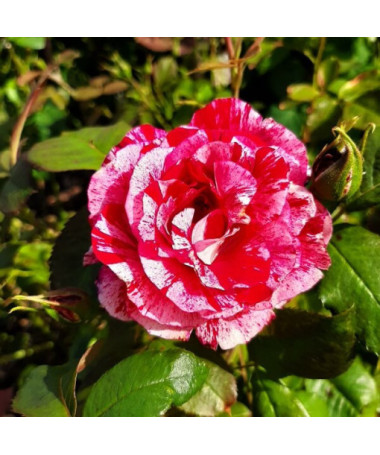 Rose grimpante 'Ferdinand Pichard' en pot, 2l