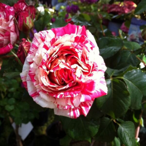 Rose grimpante 'Ferdinand Pichard' en pot, 4L