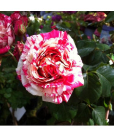 Rose grimpante 'Ferdinand Pichard' en pot, 4L