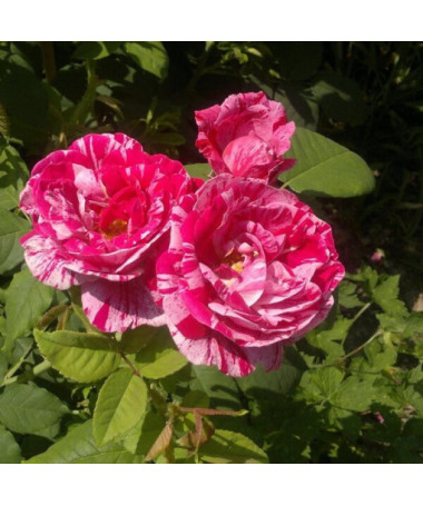 Rose grimpante 'Ferdinand Pichard' en pot, 4L