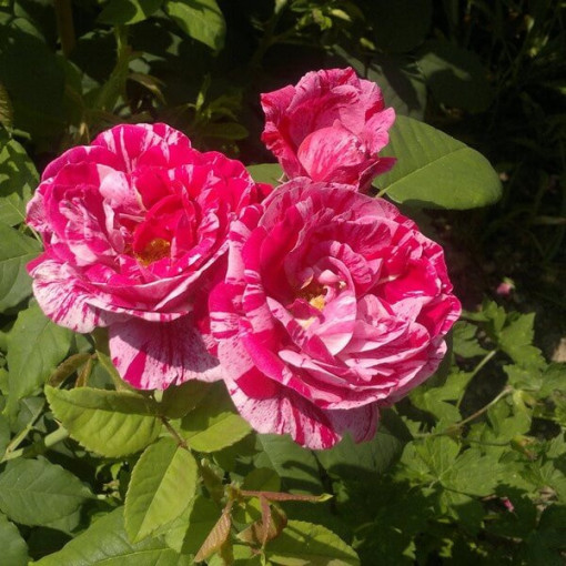 Rose grimpante 'Ferdinand Pichard' en pot, 4L