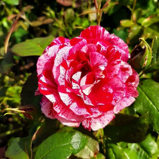 Rose grimpante 'Ferdinand Pichard' en pot, 4L