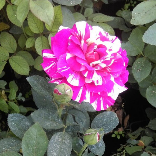 Rose grimpante 'Ferdinand Pichard' en pot, 4L