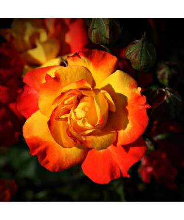 Rosa grimpante 'Climbing Rumba' en pot de 4L.