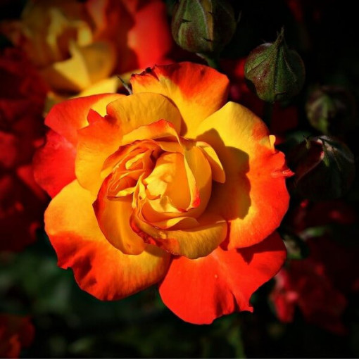 Rosa grimpante 'Climbing Rumba' en pot de 4L.