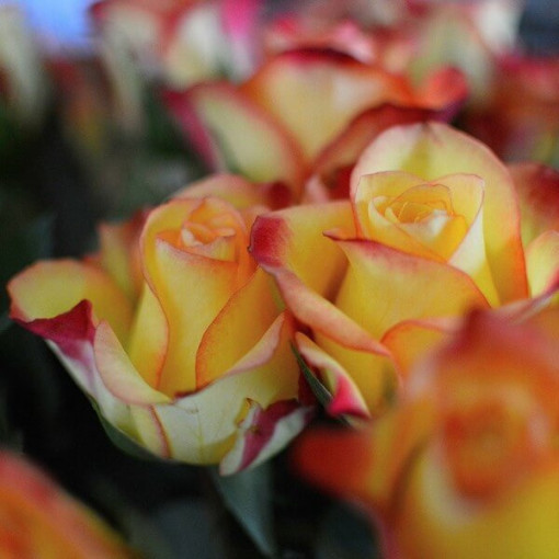 Rosa grimpante 'Climbing Rumba' en pot de 4L.