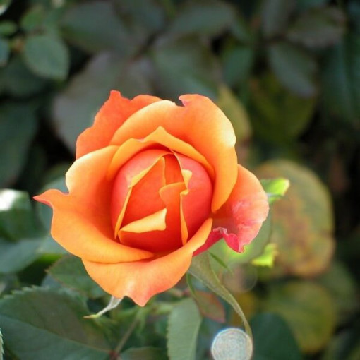 Rosa grimpante 'Climbing Rumba' en pot de 4L.