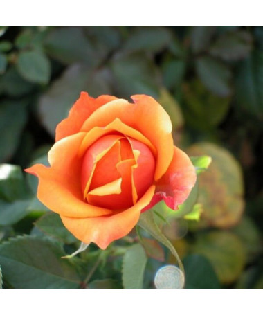 Rosa grimpante 'Climbing Rumba' en pot de 2L.