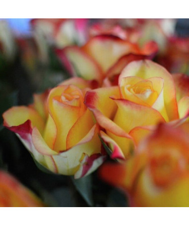 Rosa grimpante 'Climbing Rumba' en pot de 2L.