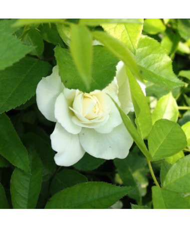 Rosa grimpante 'Climbing Iceberg' en pot de 2L.