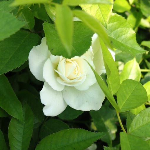 Rosa grimpante 'Climbing Iceberg' en pot de 2L.