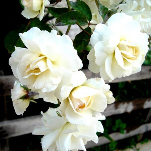 Rosa grimpante 'Climbing Iceberg' en pot de 2L.