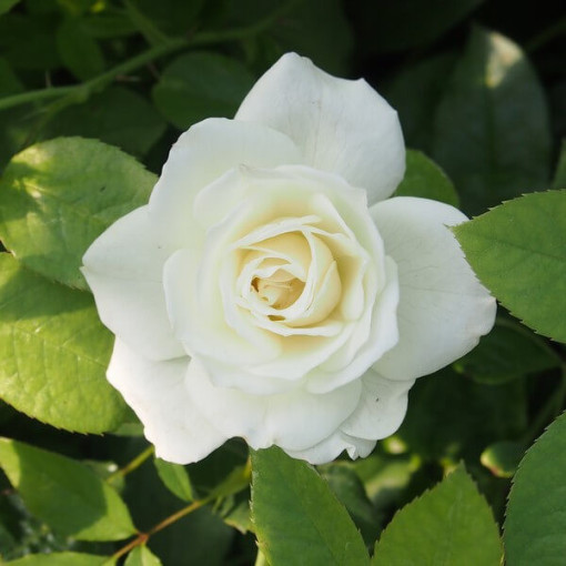 Rosa grimpante 'Climbing Iceberg' en pot de 2L.