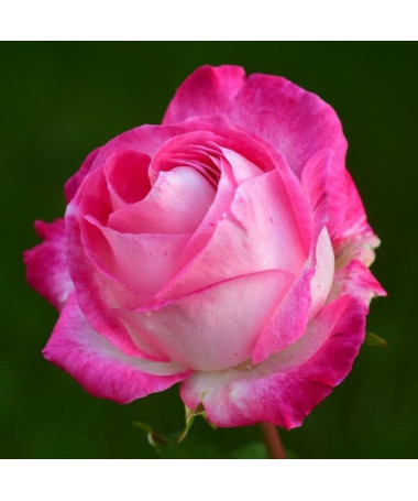 Rose grimpante 'Alexandrina Victoria' pot, 2l