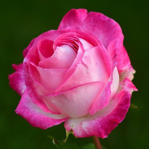 Rose grimpante 'Alexandrina Victoria' pot, 2l