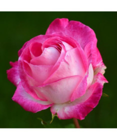 Rose grimpante 'Alexandrina Victoria' pot, 2l