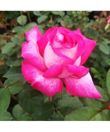 Rose grimpante 'Alexandrina Victoria' pot, 2l