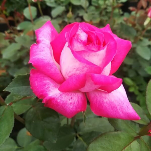 Rose grimpante 'Alexandrina Victoria' pot, 2l