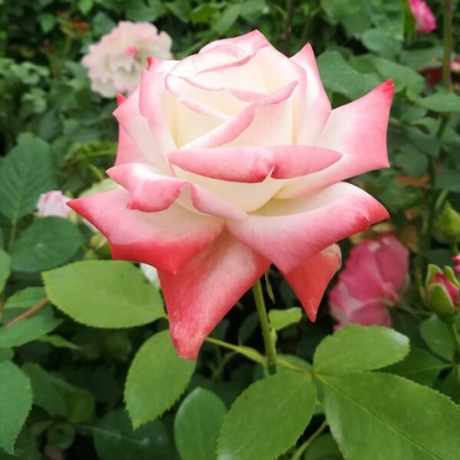 Rose grimpante 'Alexandrina Victoria' pot, 2l