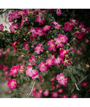 Rosier couvre-sol 'Pink the Fairy' pot, 2l