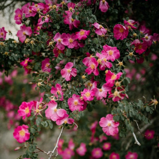 Rosier couvre-sol 'Pink the Fairy' pot, 2l