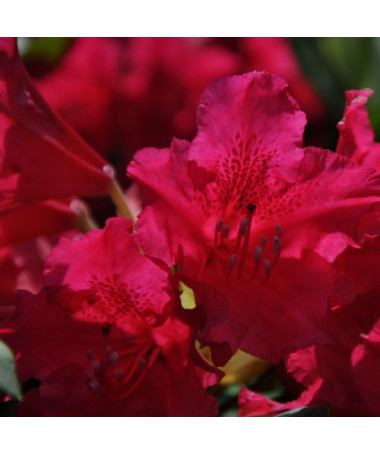 Rhododendron (Azalée) Scarlet Wonder P9/C1