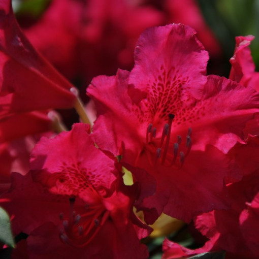 Rhododendron (Azalée) Scarlet Wonder P9/C1