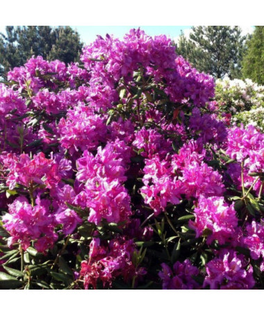 Rhododendron (Azalée) Roseum Elegans, pot de 2L