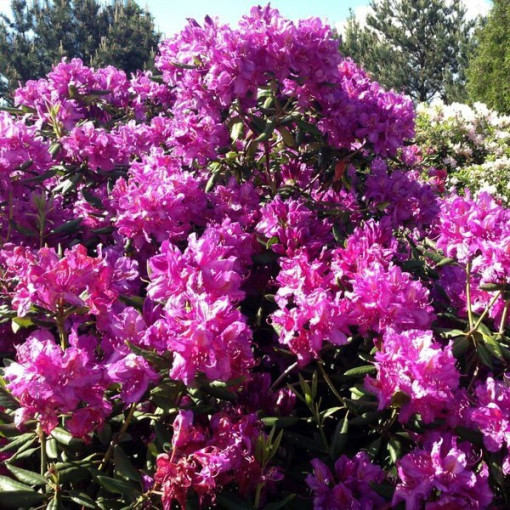 Rhododendron (Azalée) Roseum Elegans, pot de 2L
