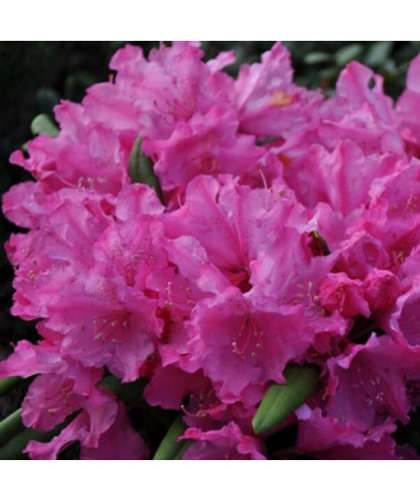 Rhododendron (Azalée) Roseum Elegans, pot de 2L