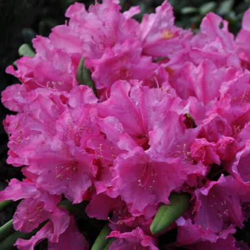 Rhododendron (Azalée) Roseum Elegans, pot de 2L